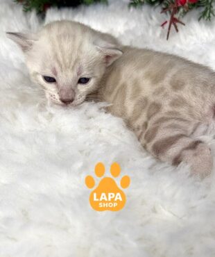 снежный бенгал