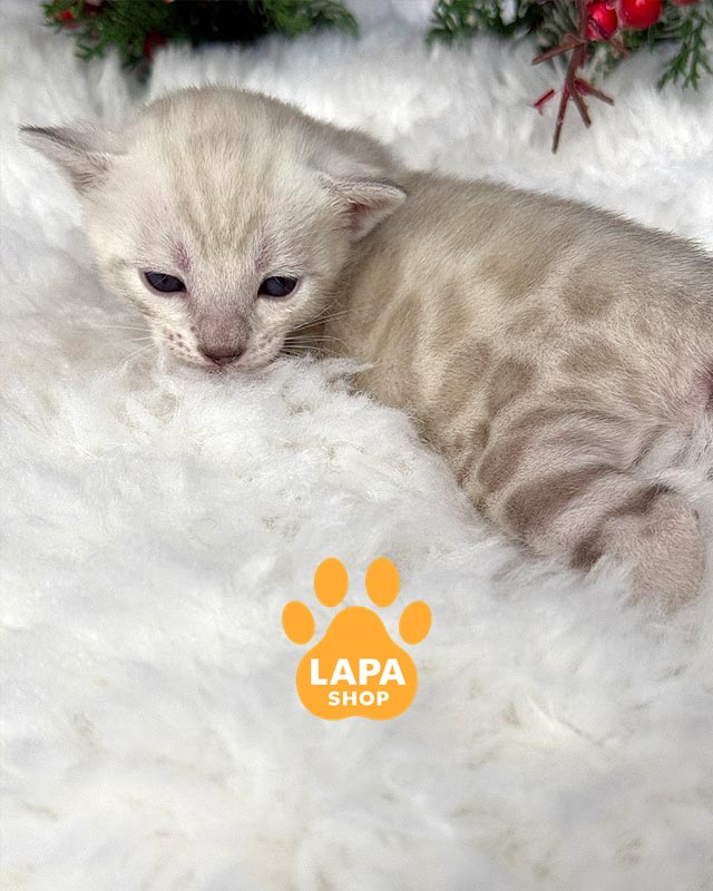 снежный бенгал