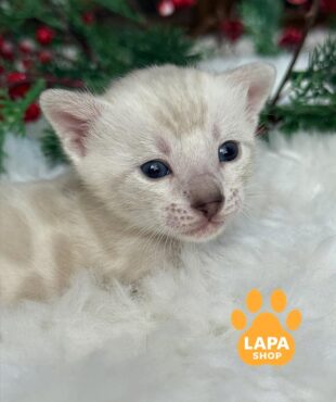 снежный бенгал