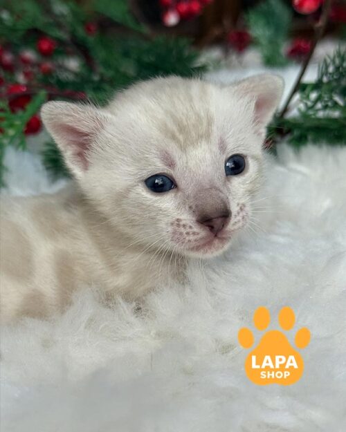 снежный бенгал