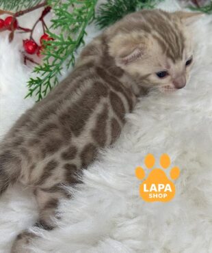 бенгальский котенок