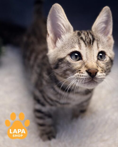 сріблястий бенгал