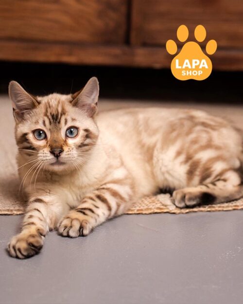 сніговий бенгал