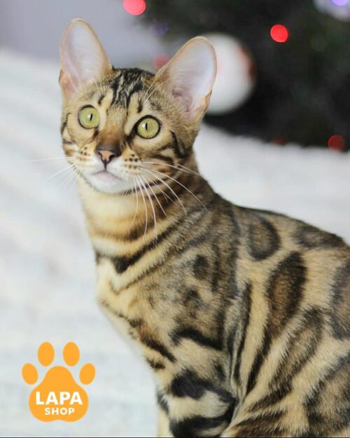 бенгальська кішка