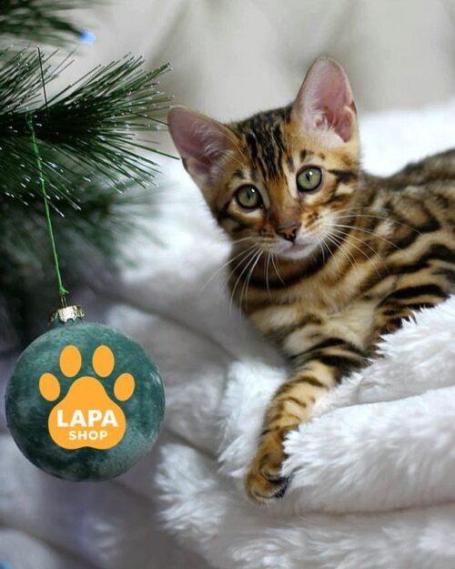 золота бенгальська кішка