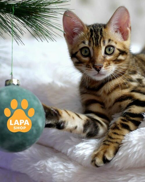 золота бенгальська кішка