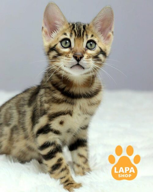 золотая бенгальская кошка