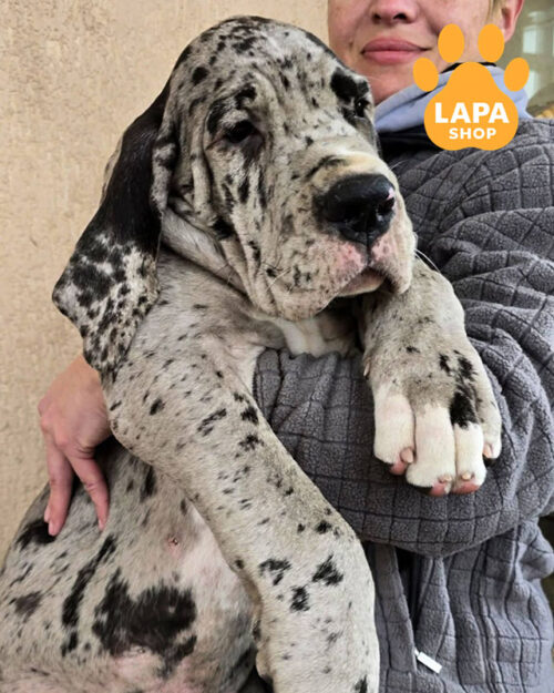  німецький дог