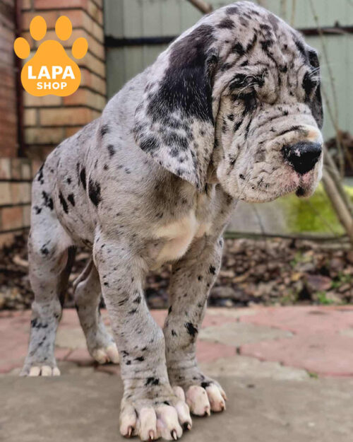 мармуровий німецький дог