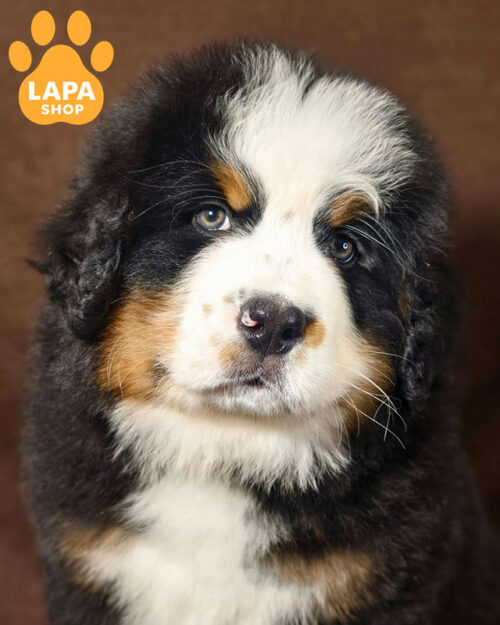 триколорний бернський зенненхунд