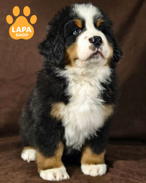 триколорний бернський зенненхунд