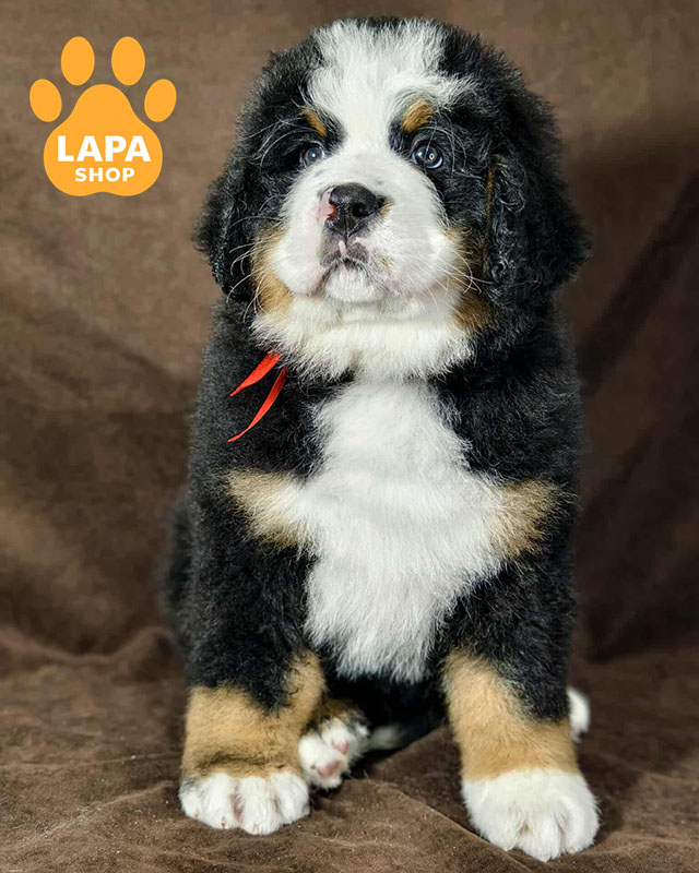 триколорний бернський зенненхунд