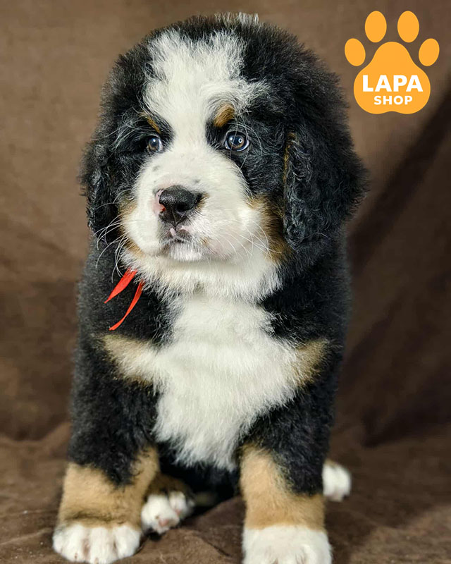 Bernese-Mountain-Dog-03