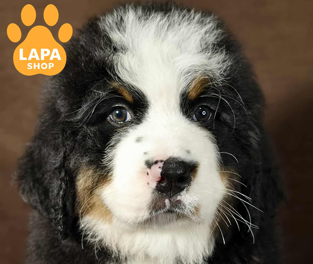 Bernese-Mountain-Dog-04