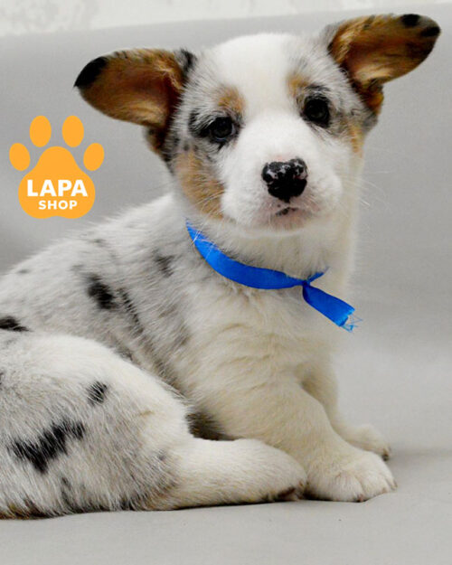 вельш коргі кардіган забарвлення блю мерле