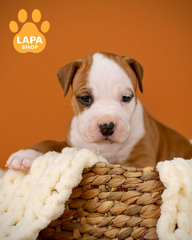 рыже-белый американский стаффордширский терьер