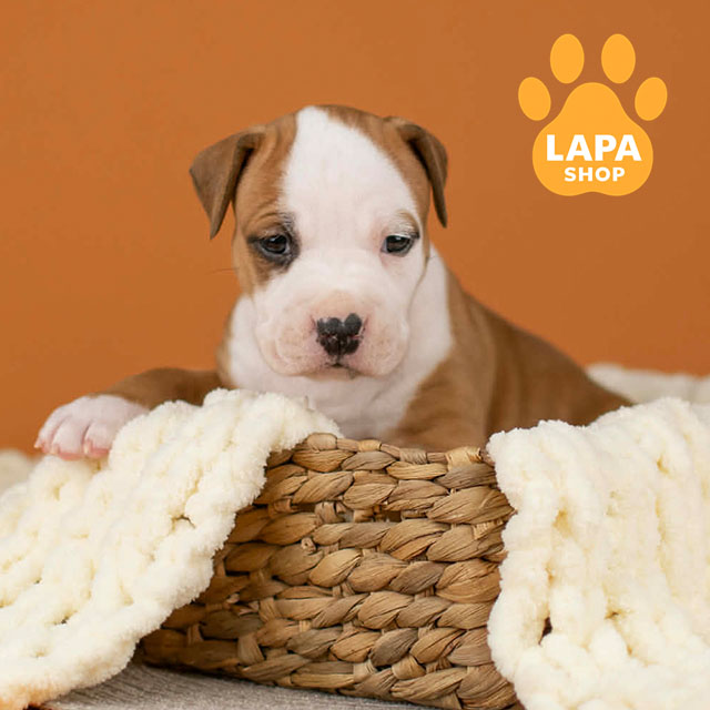 Best-Heavenly-Shine-02