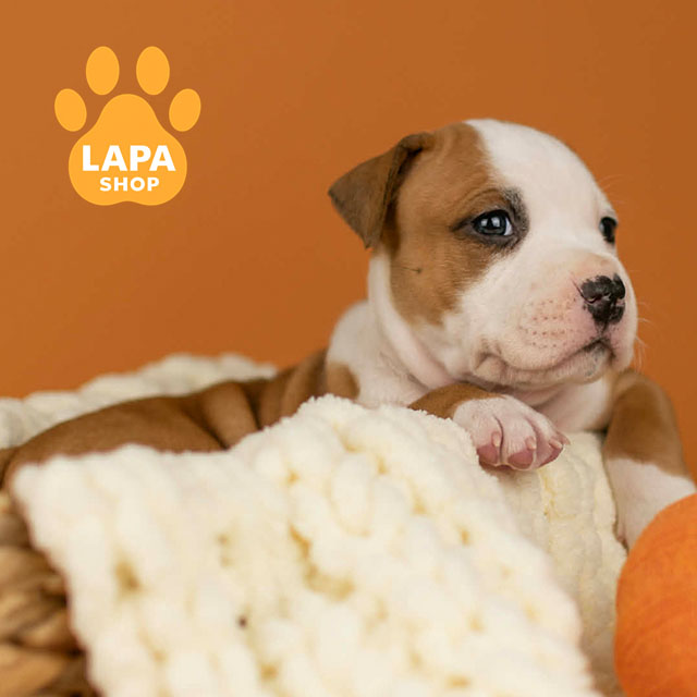 Best-Heavenly-Shine-03