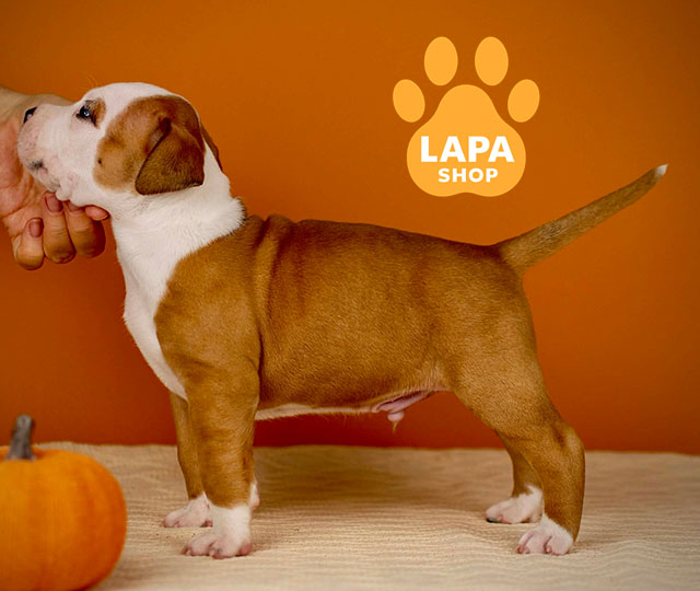 Best-Heavenly-Shine-06