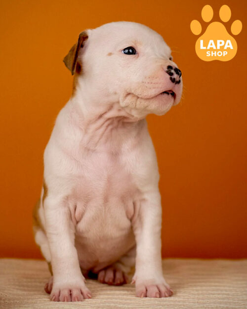 рыже-белый американский стаффордширский терьер