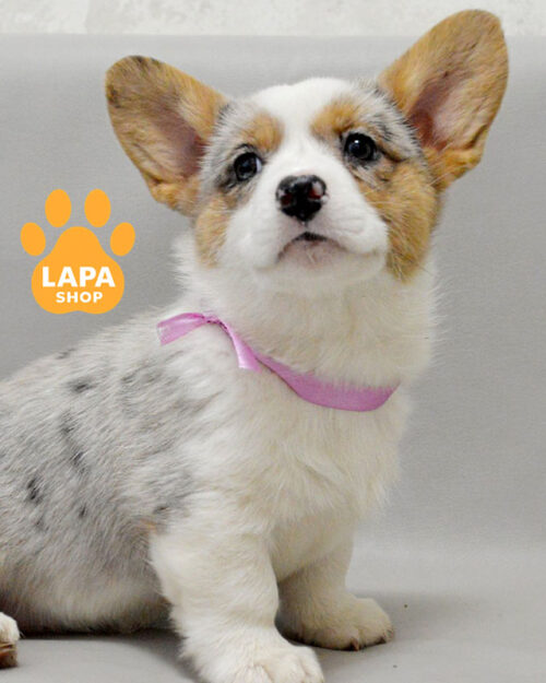 вельш корги кардиган окраски блю мерл