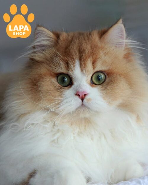 длинношерстный британец <br><br>