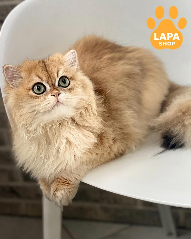 золотой британец