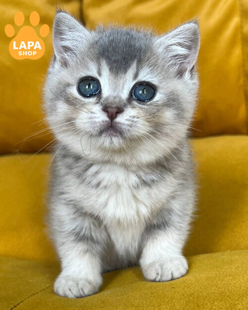 blue scottish straight