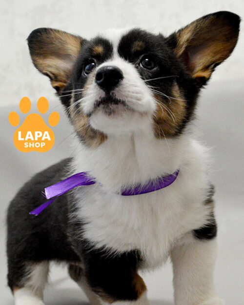 триколорный вельш корги кардиган