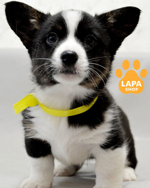 триколорный вельш корги кардиган