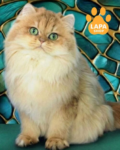 золота британська довгошерста