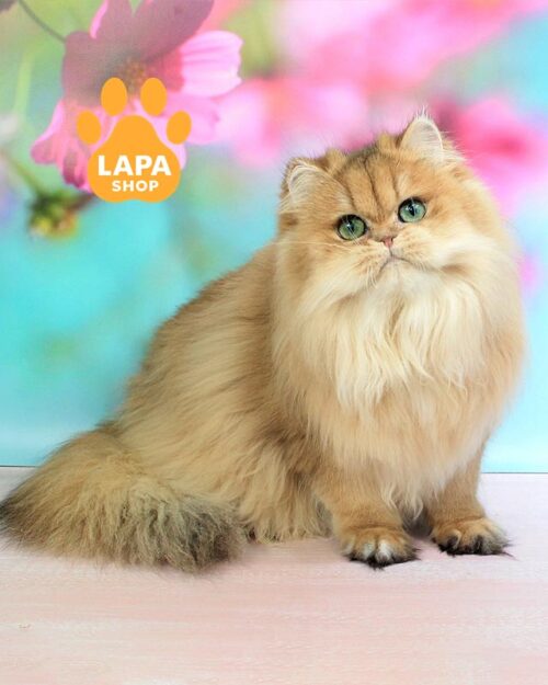 золота британська довгошерста