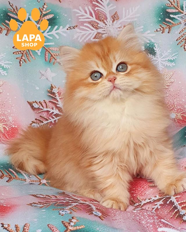 золотой длинношерстный британец