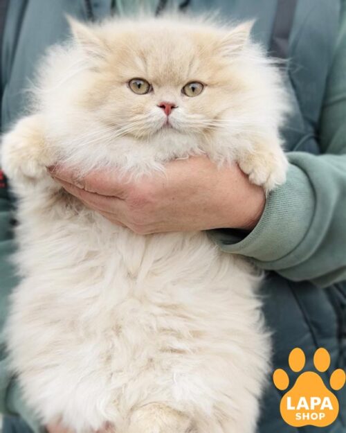 фавнова британка