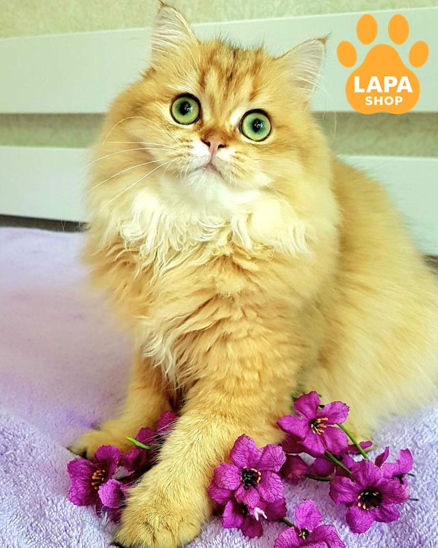 золотая британка