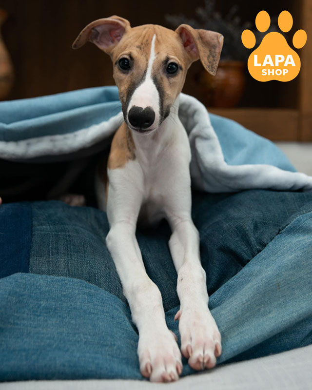 біло-тигровий уіппет