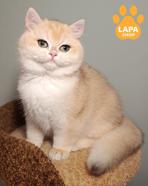 чорна золота британська короткошерста