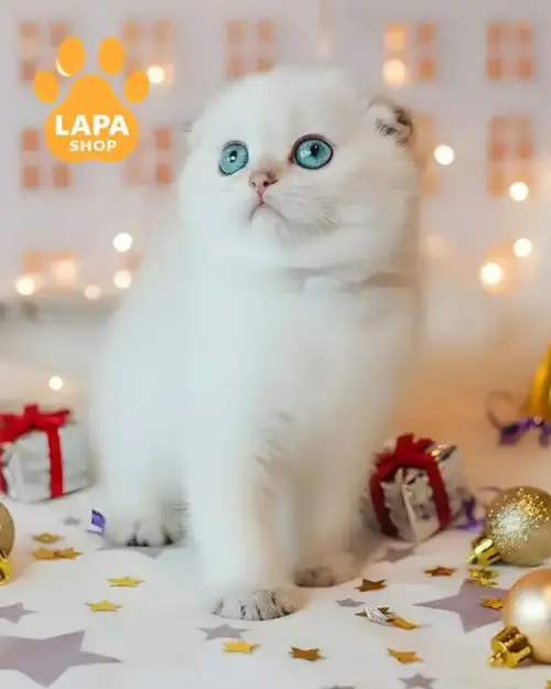 черный золотой скотиш-фолд