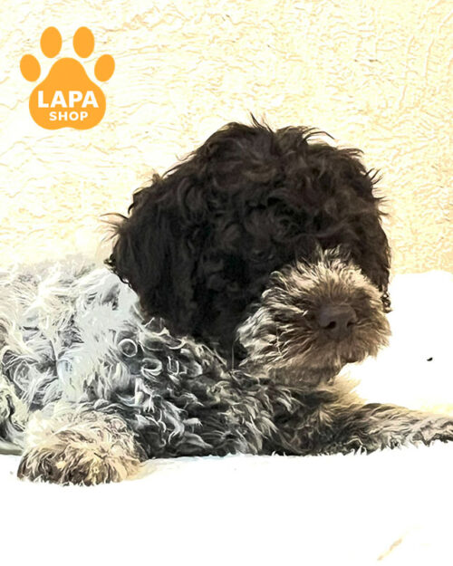 коричневый лаготто-романьоло