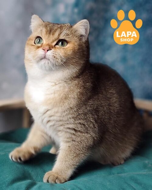 золота британка