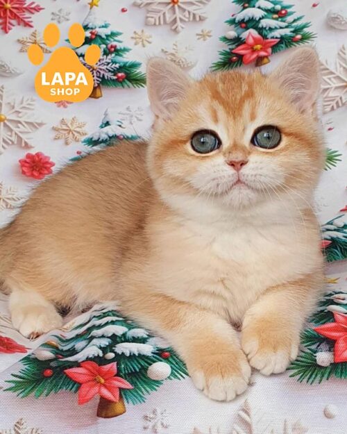 золота британка