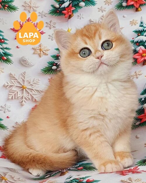 золота британка