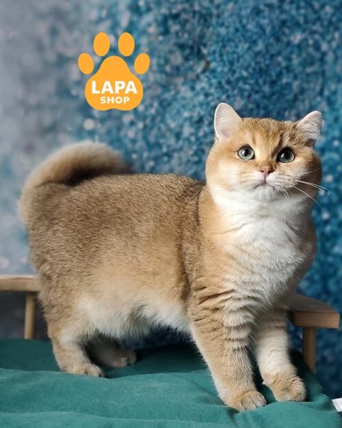 золотий британець