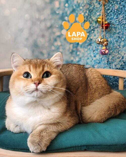 Caleb is a Charming Golden British Cat