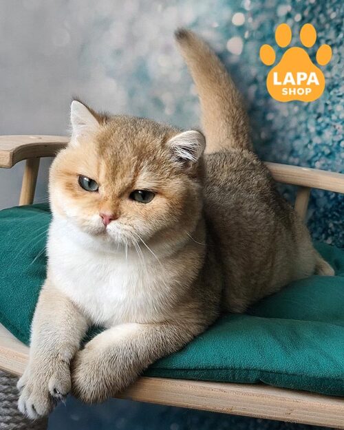 золота британська кішка