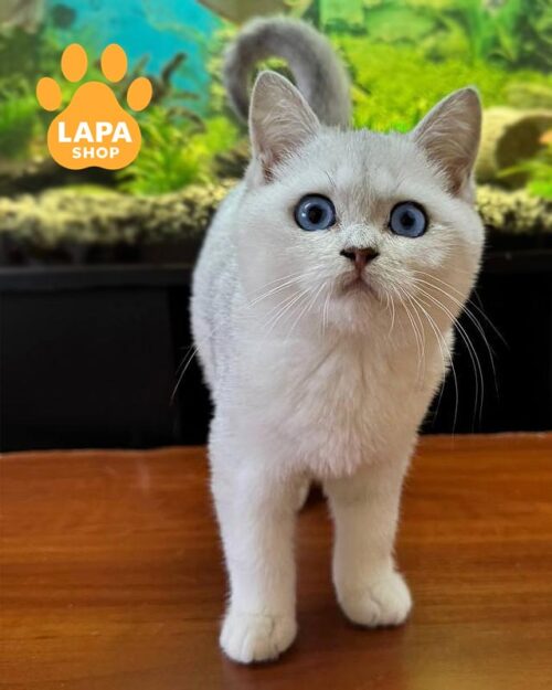 голубоглазый британец