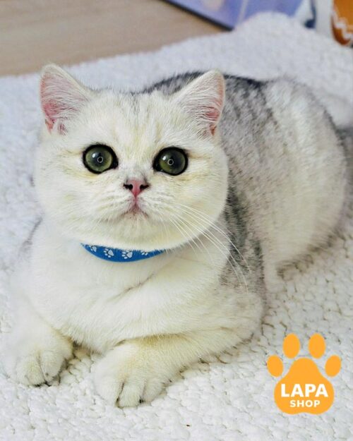 зеленоокий британець