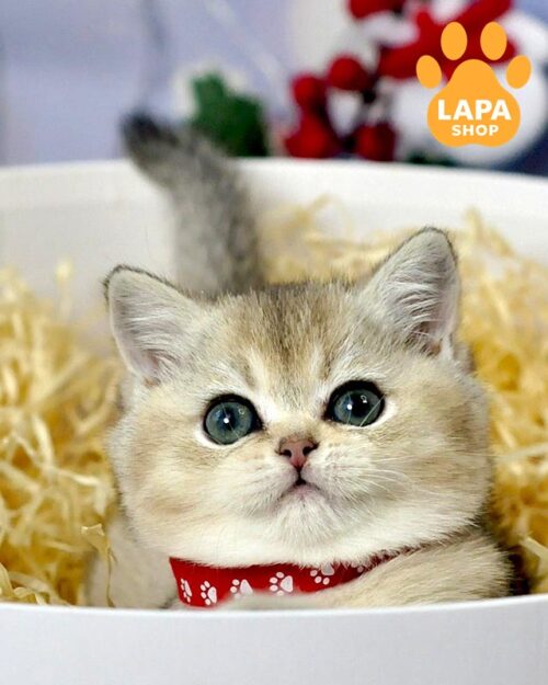 ticked British kitty