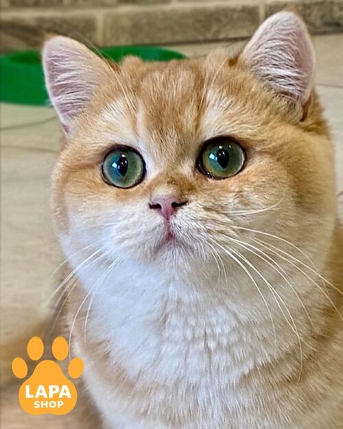 золотий британець