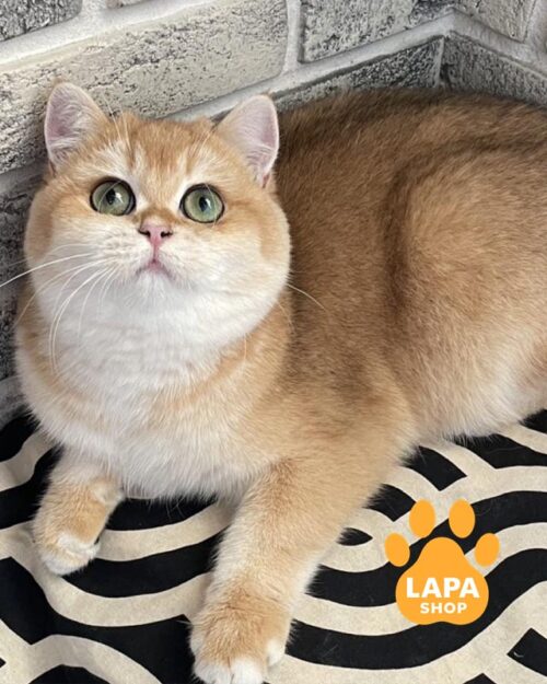 золотий британець